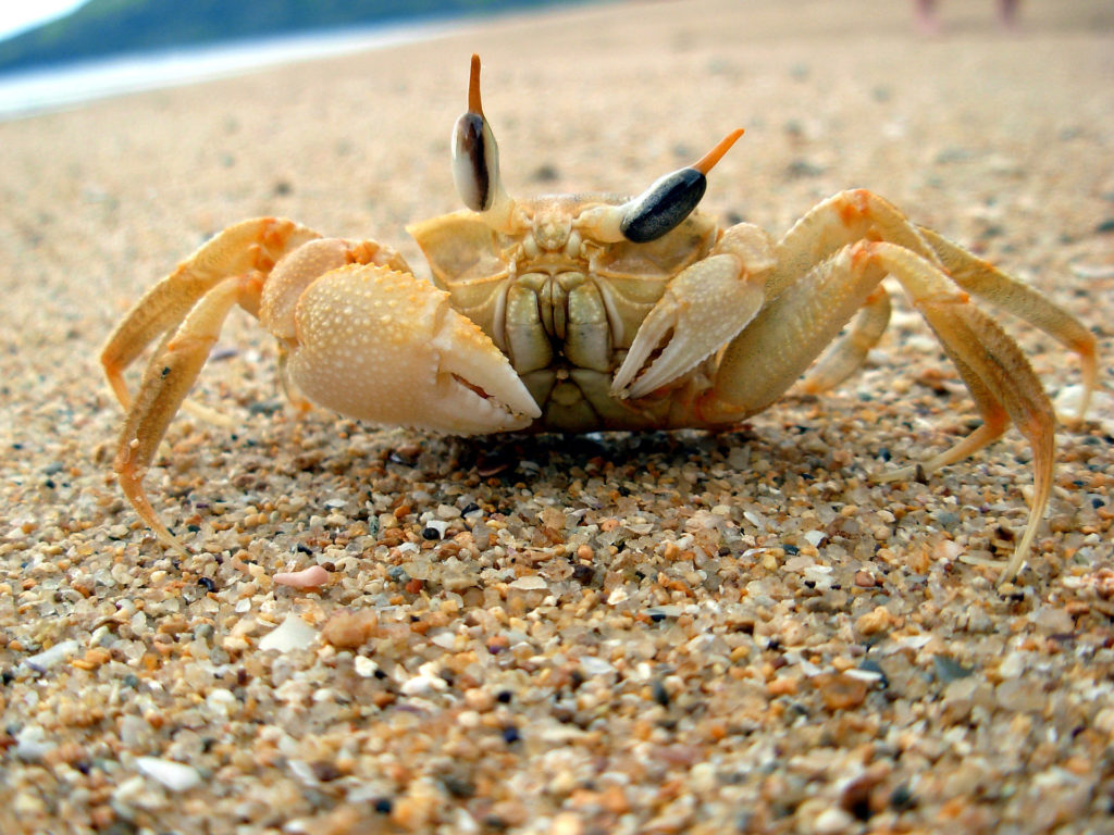 Animal Astral Crabe Arthropode