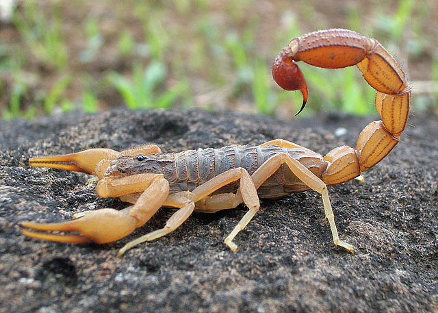 Animal Astral Scorpion Arthropode