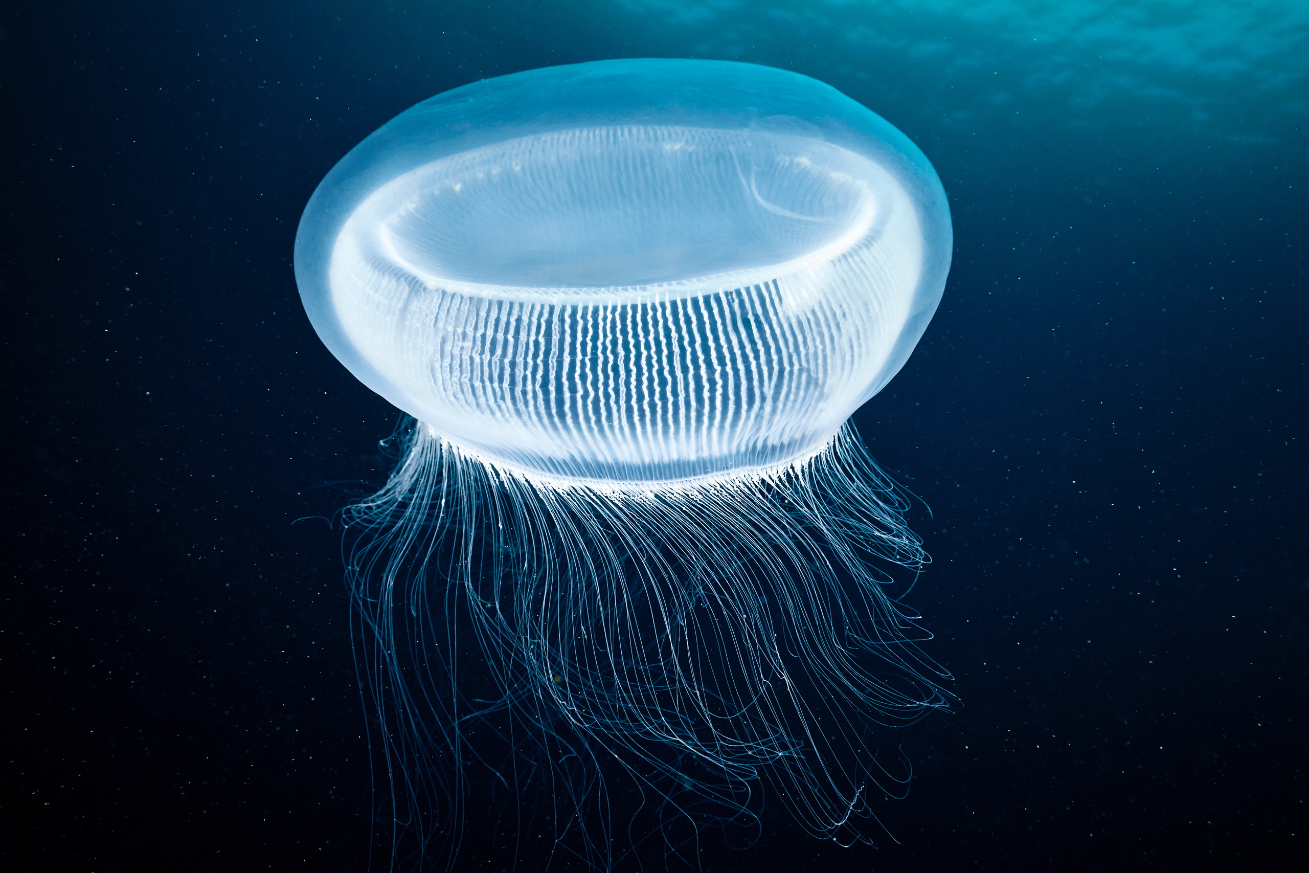 how does a sponge obtain food how does a jellyfish move
