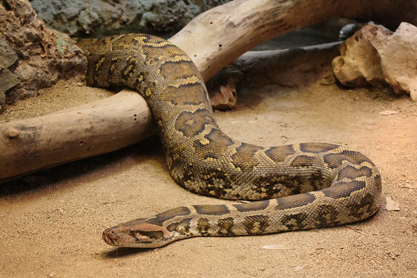 Python Animal Astral Reptile