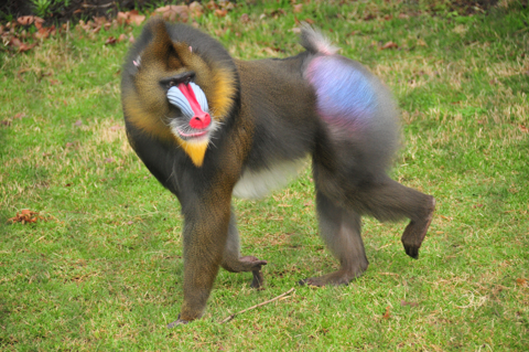 Mandrill Animal Astral Primate
