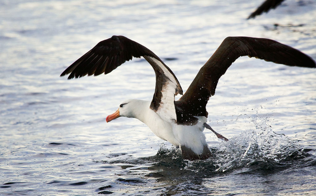 Animal Astral Albatros Oiseau