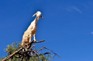 Votre Animal Astral Est La Chèvre - Zooastro Herbivore Totem Astro