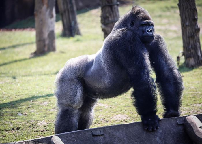 Gorille Animal Astral Primate Singe AnimalAstral