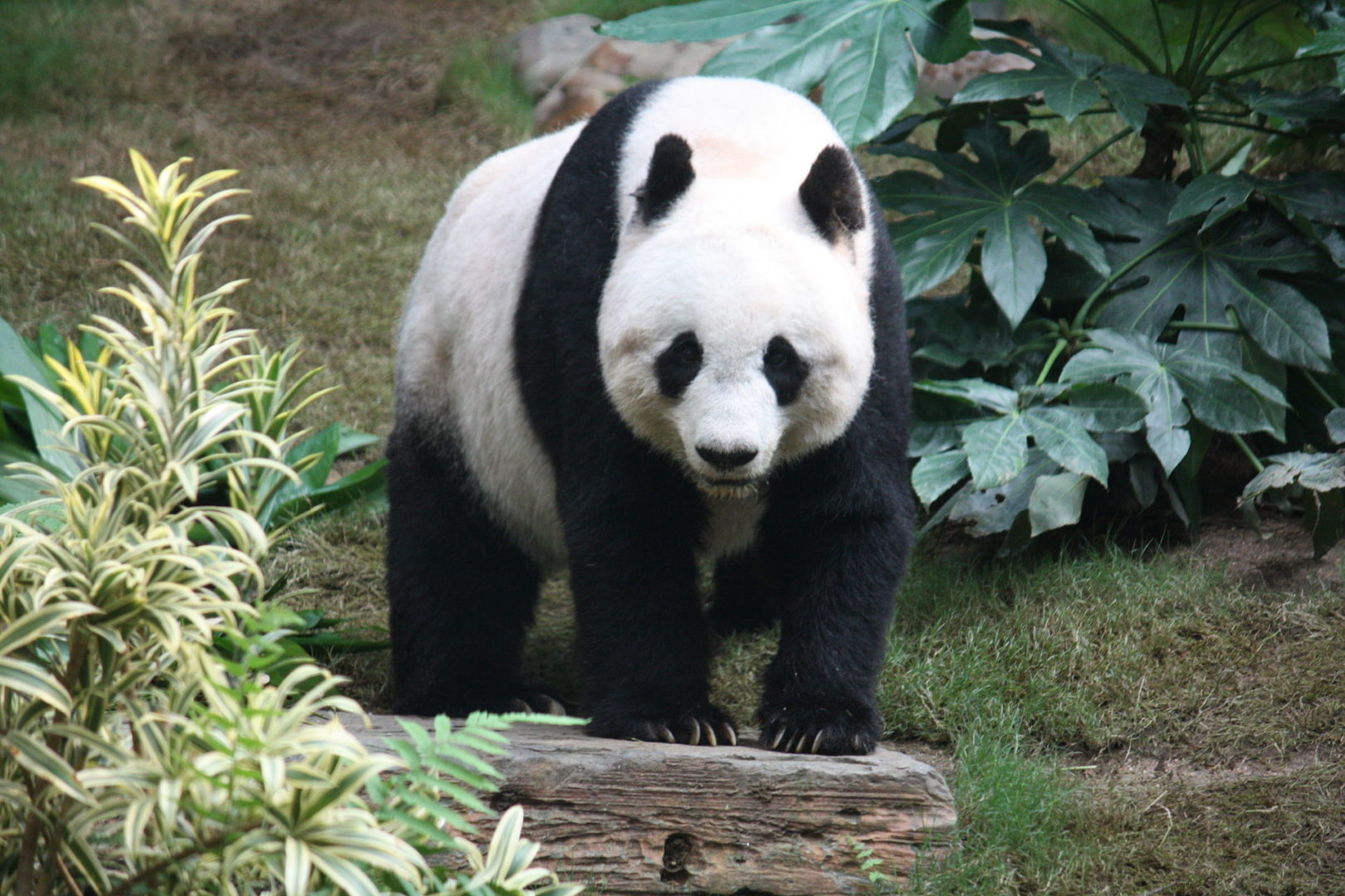 Votre Animal Astral est le Panda - Zooastro Carnivore Ours Totem