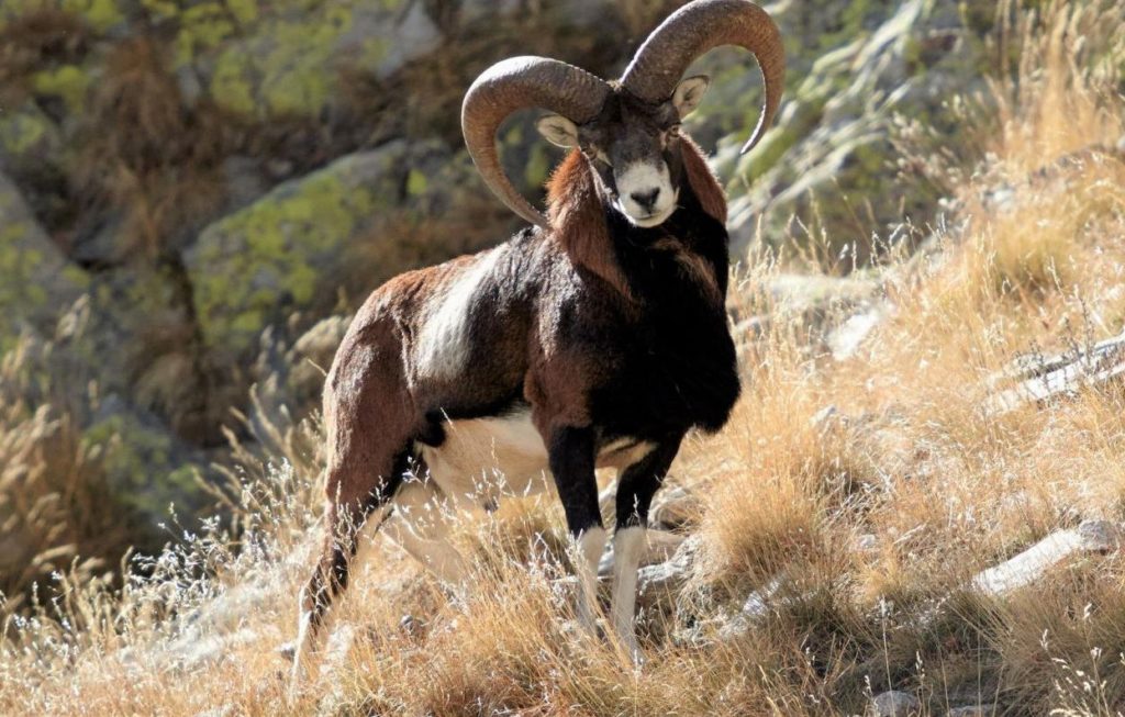 Mouflon Animal Astral Mouton