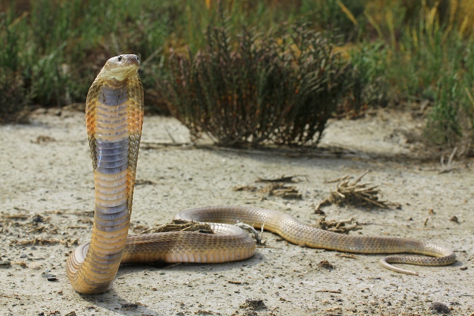 Animal Astral Cobra Serpent