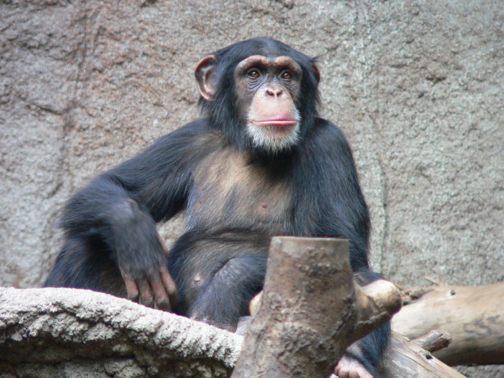 Animal Astral Chimpanzé Singe Primate AnimalAstral