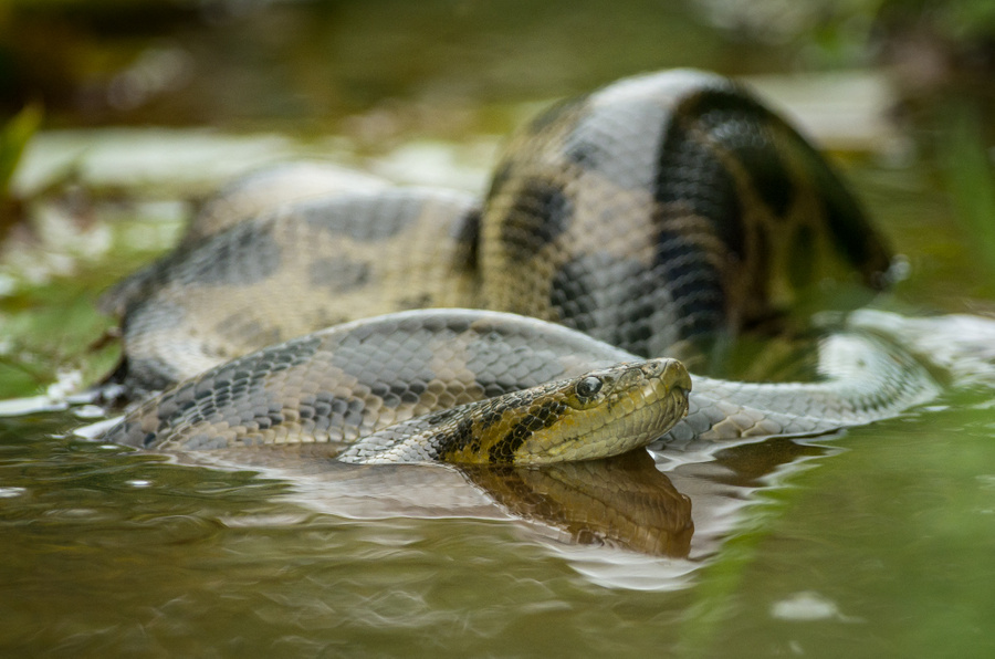 Anaconda Animal Astral Reptile