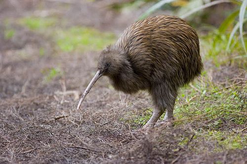 Animal Astral Oiseau Kiwi