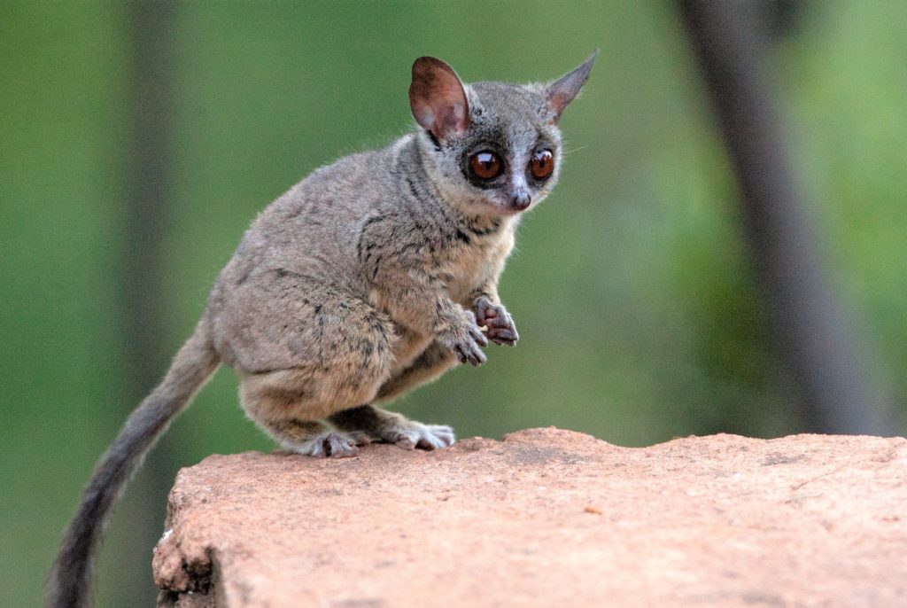 Galago Animal Astral Primate