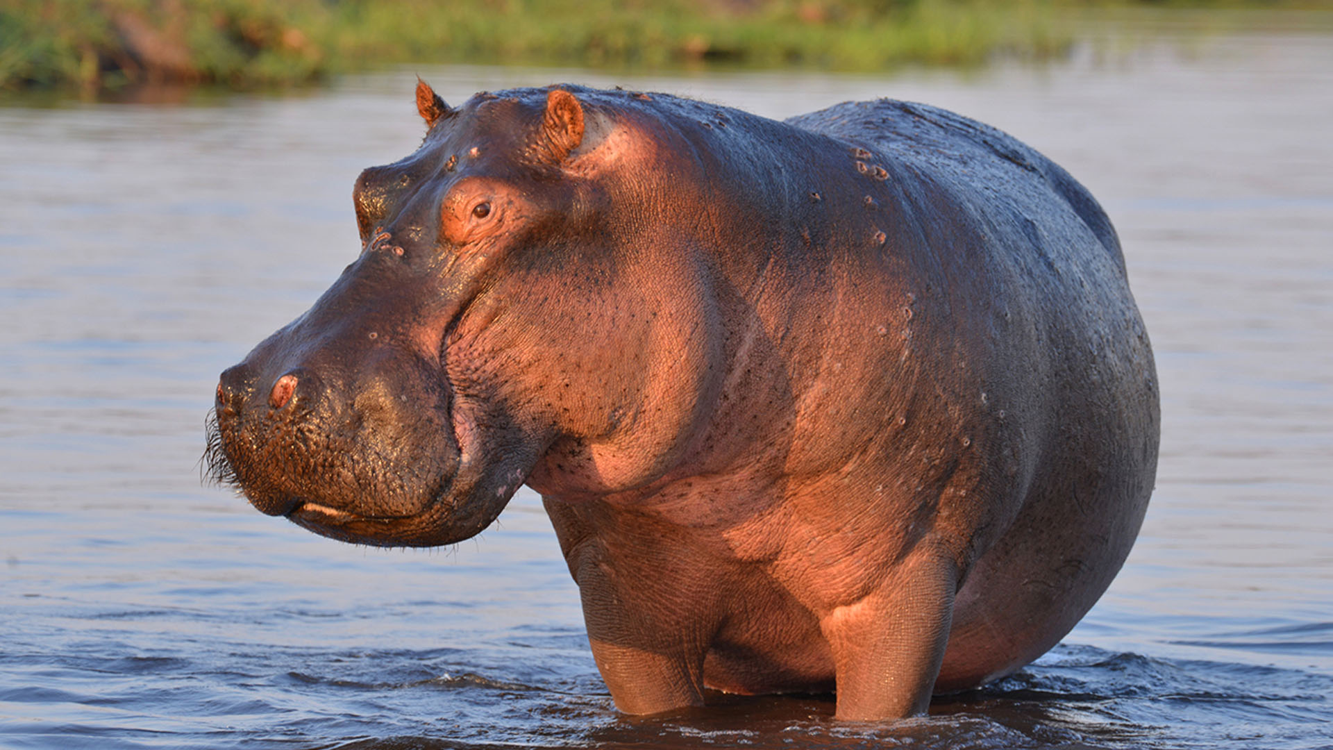 Votre Animal Astral Est L'Hippopotame - Zooastro Herbivore Totem Astro