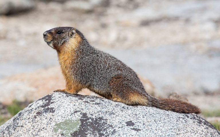 marmot astralplane