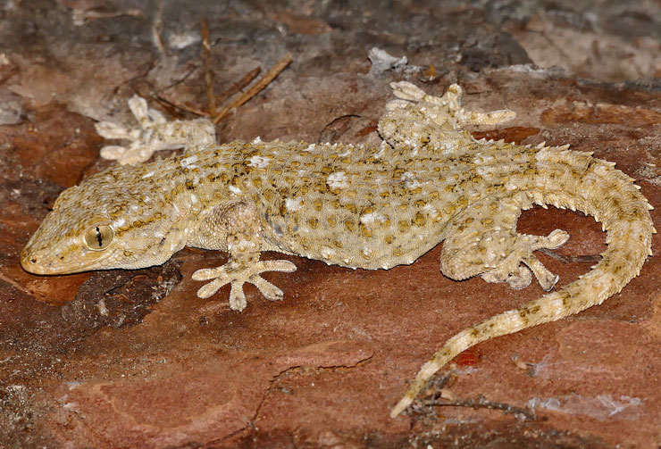 Tarente Animal Astral Gecko